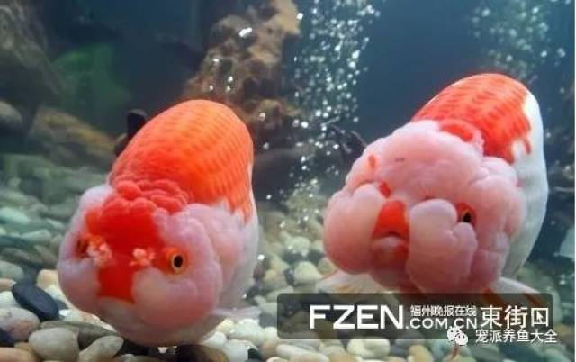 黑白兰寿: 红白兰寿: 五花兰寿: 虎皮寿: 红顶兰寿: 蓝花虎: 玉兔