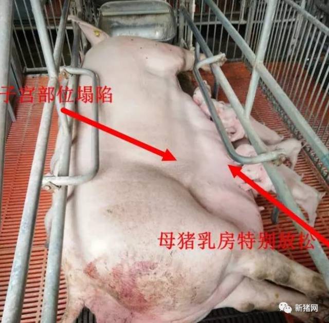 这几个判断母猪是否产完的方法,值得收藏!_手机搜狐网