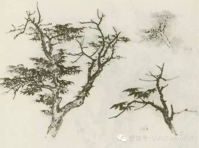 国画基础教程: 图文详解怎么画树