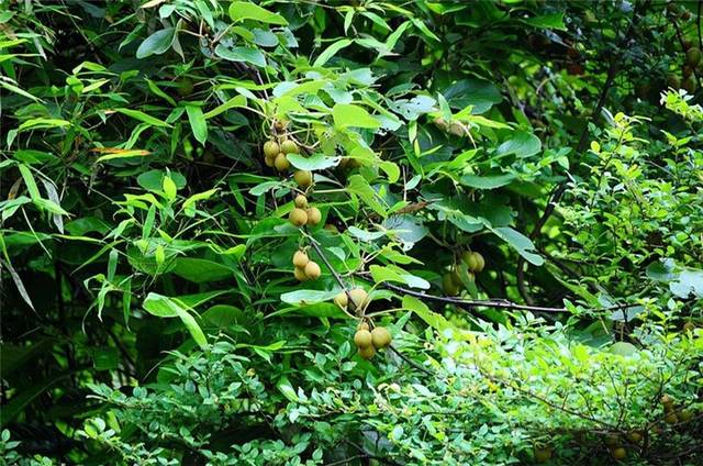 别名甜枣,麦粒子,夏至蔸,半春子,阳春子,芒珠子,禾了子,铃春子,清明