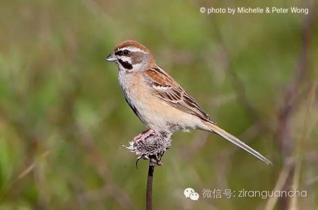 中国有分布的31种鹀,多数被拔毛以冒充禾花雀