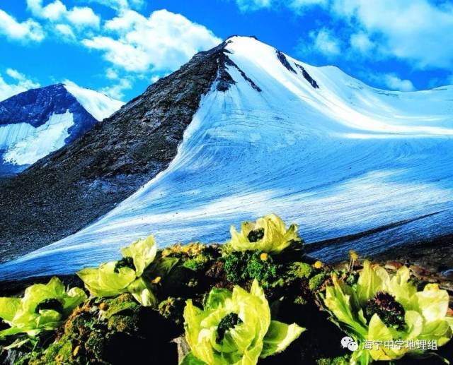 第2题,天山雪莲分布区海拔高,位于雪线附近的悬崖峭壁,基本不存在