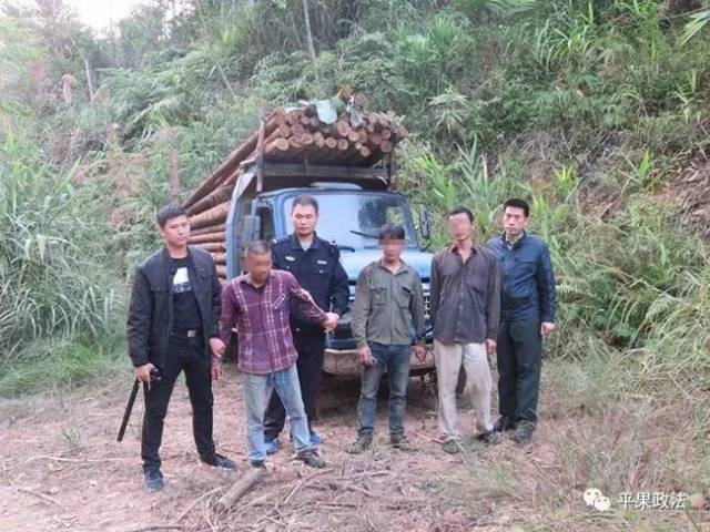 为贪图小利广西三男子盗窃杉木变卖,锒铛入狱!