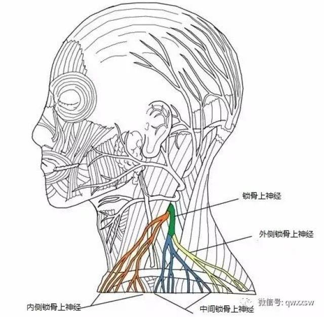 精进专题神经篇——耳大,颈横,锁骨上神经