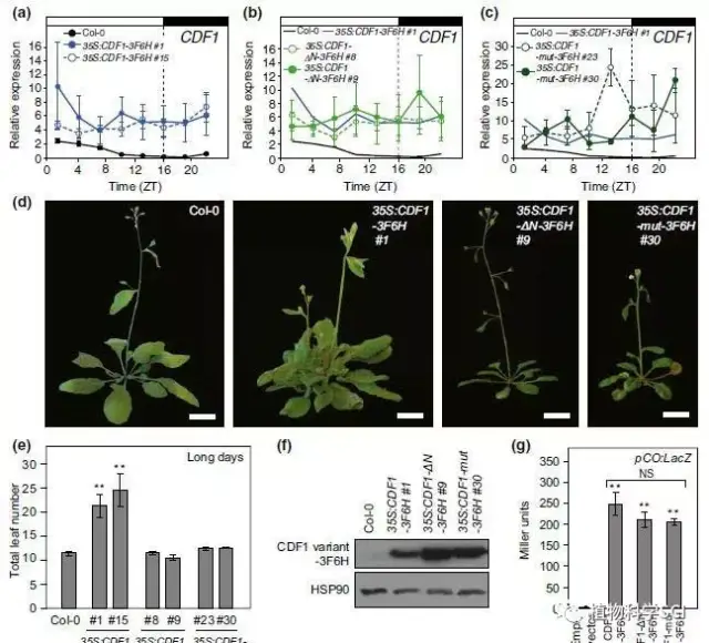 plant j∣cdf1与tpl 形成复合物共同抑制转录,控制拟南芥在光周期过程