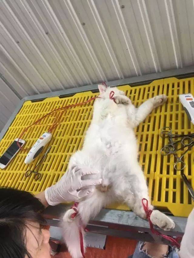 猫咪做绝育,睁眼看到"命根子",网友打趣道:睡一觉性别