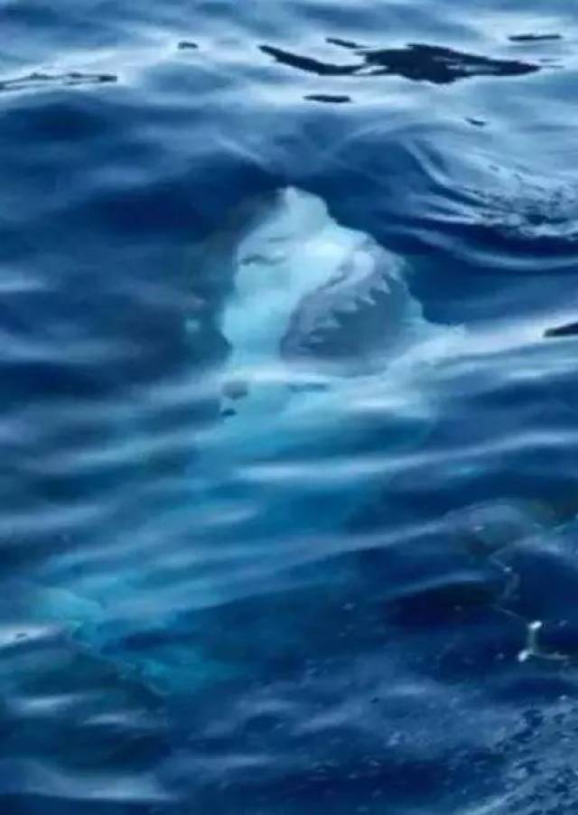 这部电影就是深海恐惧症患者的噩梦,来看看你