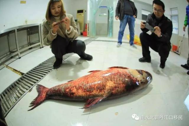 65斤丹江口水库现野生鳙鱼王