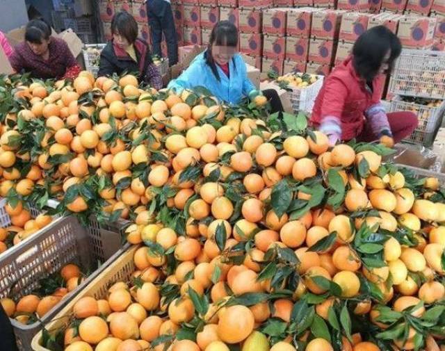 农村版"林志颖"卖脐橙,因长相圈粉,年入几十万