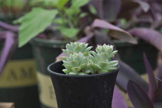 长得像冰糖葫芦串一样的多肉植物,她就是萌公主静夜