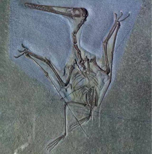 寇氏翼手龙  各种书籍中的侏罗纪,白垩纪复原图里,总是有大量恐龙
