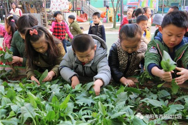 快乐采摘,乐享丰收 ——西苑幼儿园种植园丰收啦