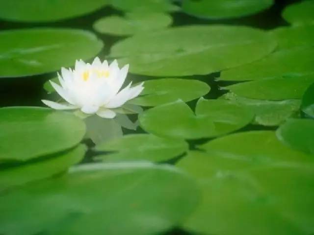 笛子《泛水荷塘》,听得柔肠寸断