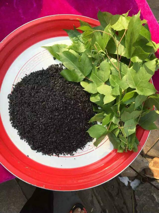 云南长底坡脚村:传承弘扬布依文化有“绝招”