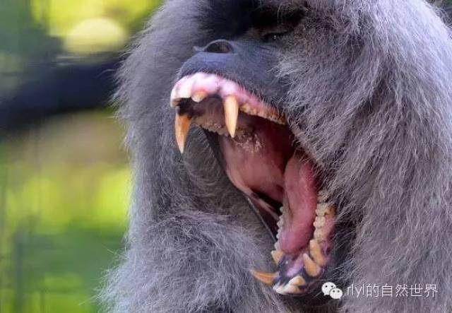 【rlyl物种说】今日--狮尾猴(lion-tailed macaque)