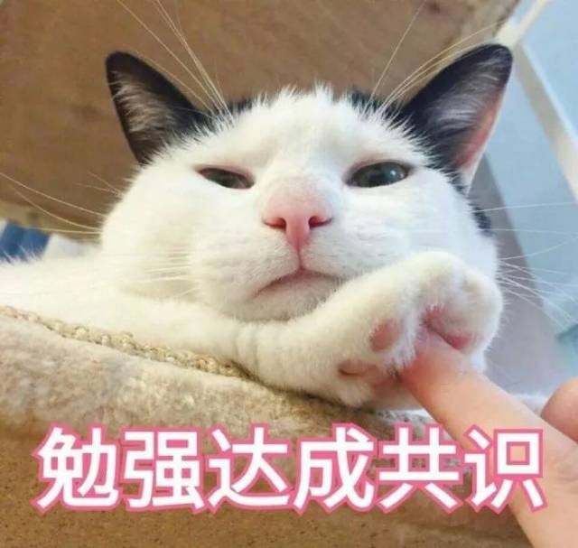 表情包丨来一组超萌的猫咪表情