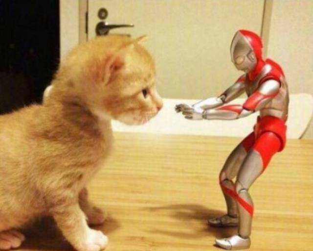 橘猫长得有多快,让奥特曼来告诉你吧!