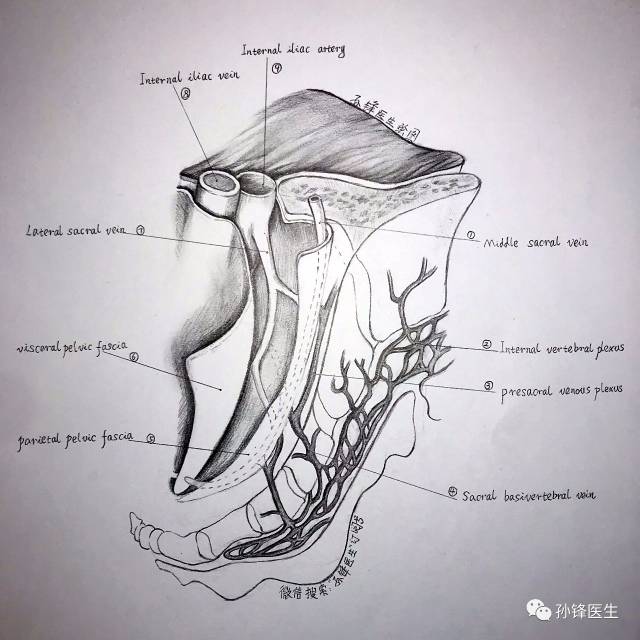 医学笔记|骶骨静脉与骶椎静脉的吻合(图文)