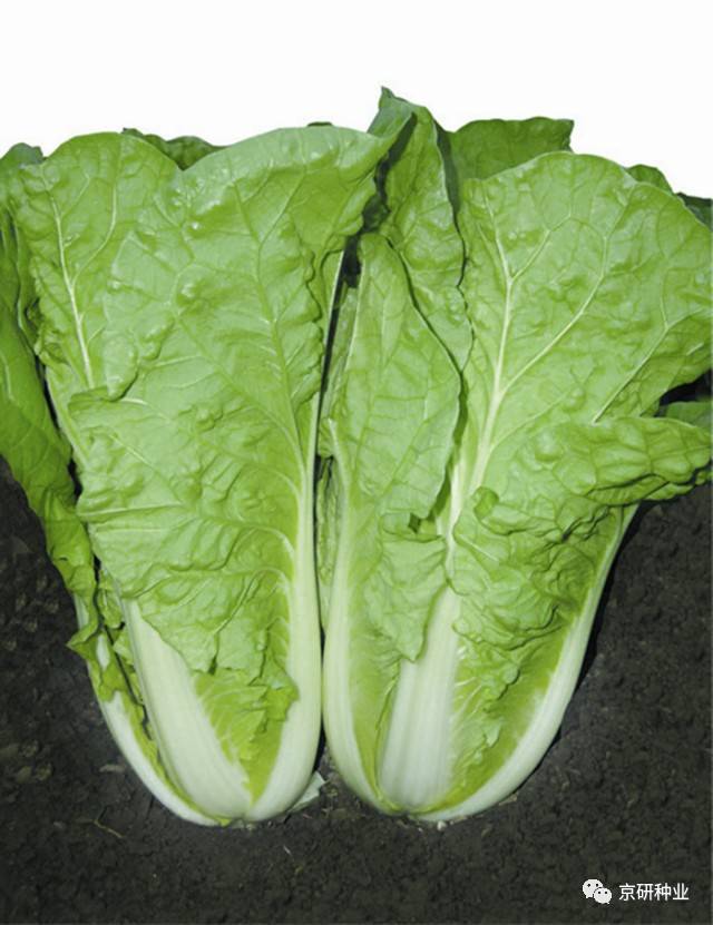 【直击广博会】白菜,油菜新优品种推介