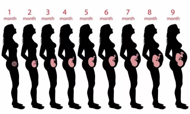 神奇的子宫:怀孕280天,它经历了怎样惊人的变化?