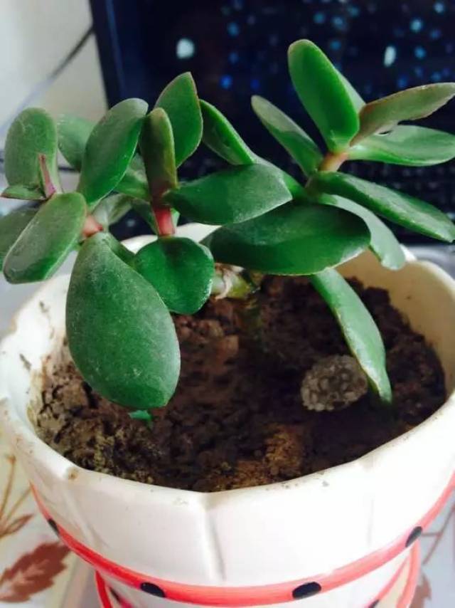 家有多肉厚脸皮植物听这名字就挺好奇了