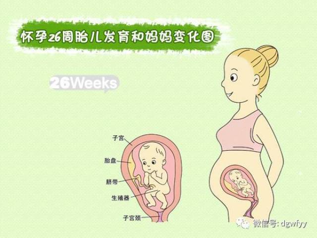 妈妈变化:现在你子宫高度大约在肚脐上6cm的位置,孕期荷尔蒙起作用了