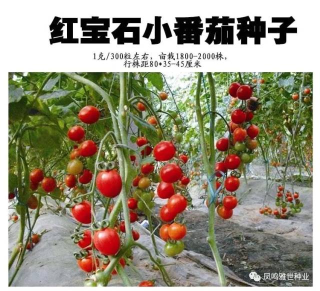 什么时候种小番茄 0c7d7d364b8f459abb58cd91bfcf5cb2.jpeg