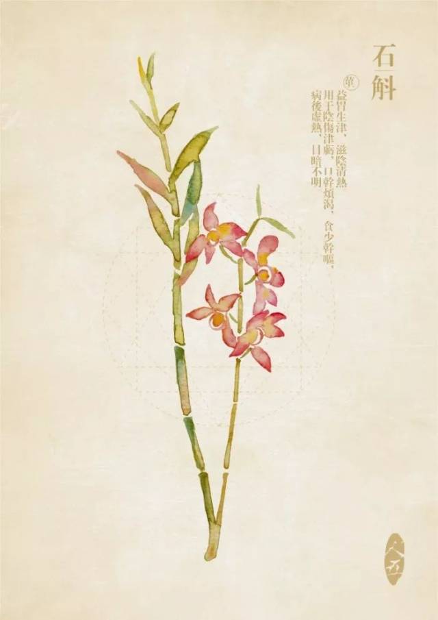 手绘中草药,你可知我能做什么?
