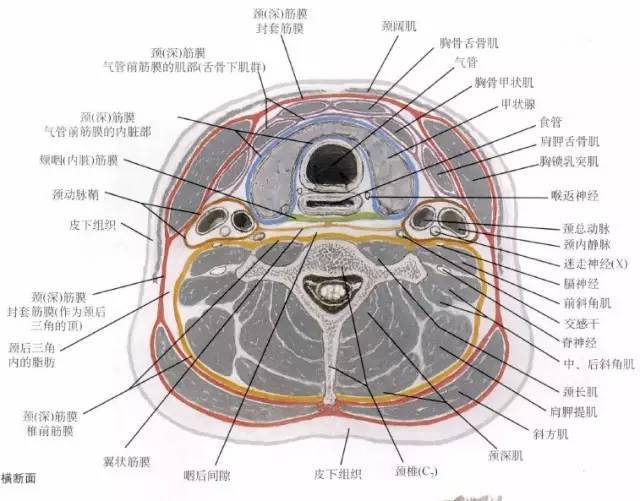 颈筋膜与筋膜间隙及其临床意义