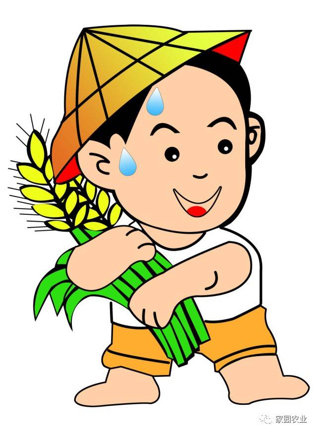 微课堂//小麦秋季除草与春季除草的区别