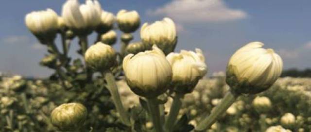 今日推广丨安利植物研发中心联合中国中医科学