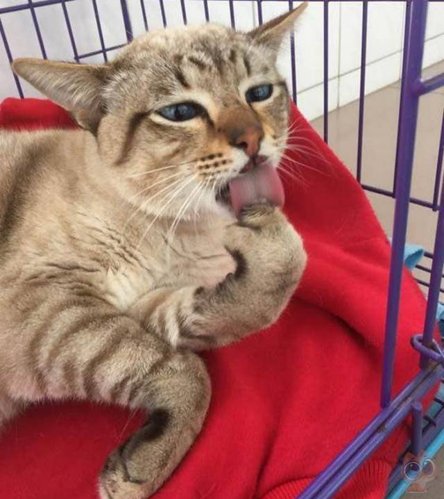 猫咪从高处掉下来把腿摔断了,主人看着它的脸,却忍不住笑出了声