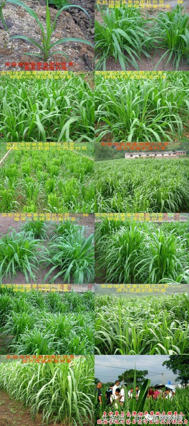 禾本科超高产牧草品种新型皇竹草与糖蔗2号牧草北方可以种植吗?