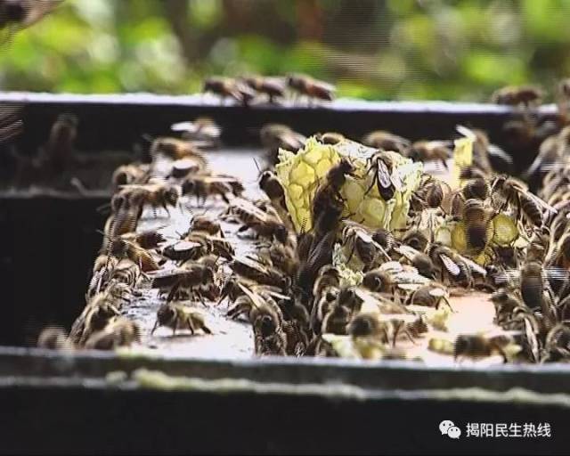 刘师傅说,只有把老蜂糖摇出来星座在继续采"鸭脚木"和"野桂花",酿蜜蜂蛋壳歌狮子座图片