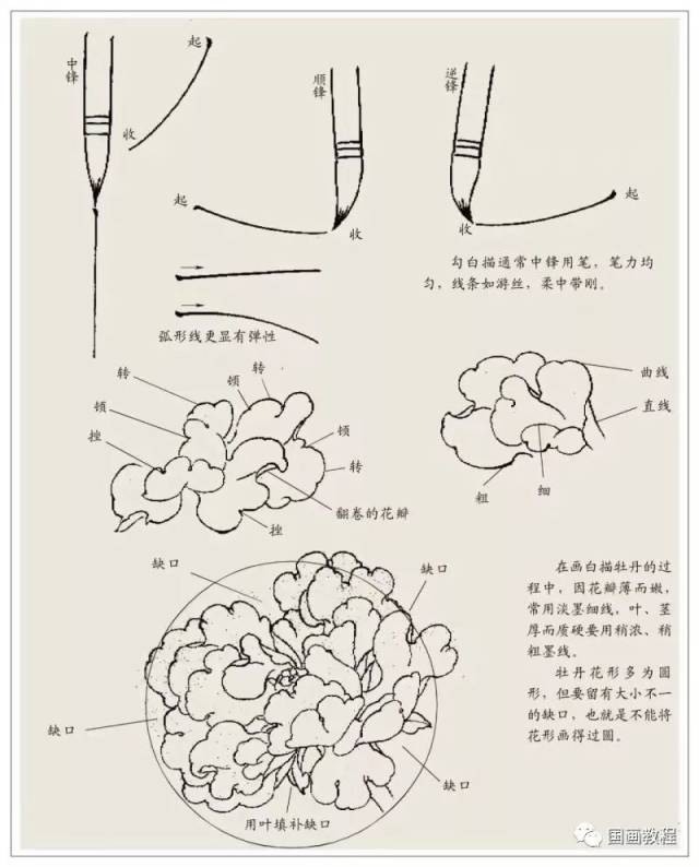 想要画好工笔牡丹画,首先,我们必须要了解牡丹花的生长结构,只有掌握