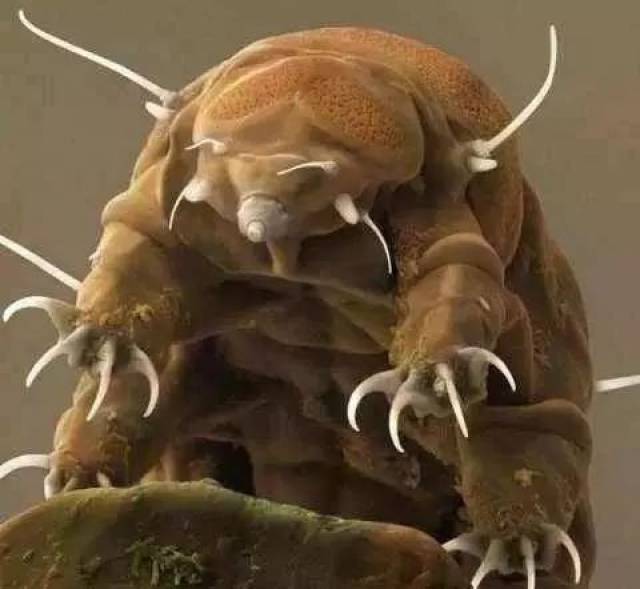 【科普】海洋最深处那些令人瞠目结舌的奇葩生物