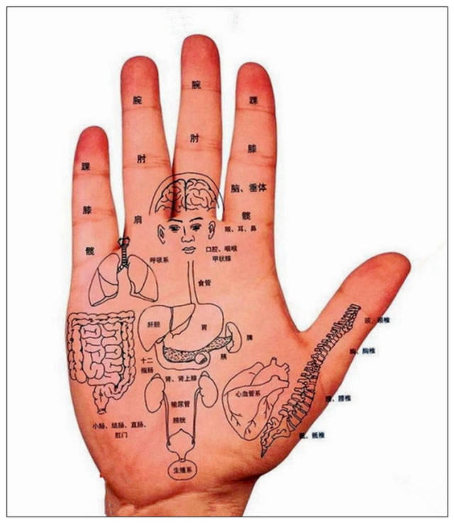 标准手诊图,手部全息反射区值得收藏!
