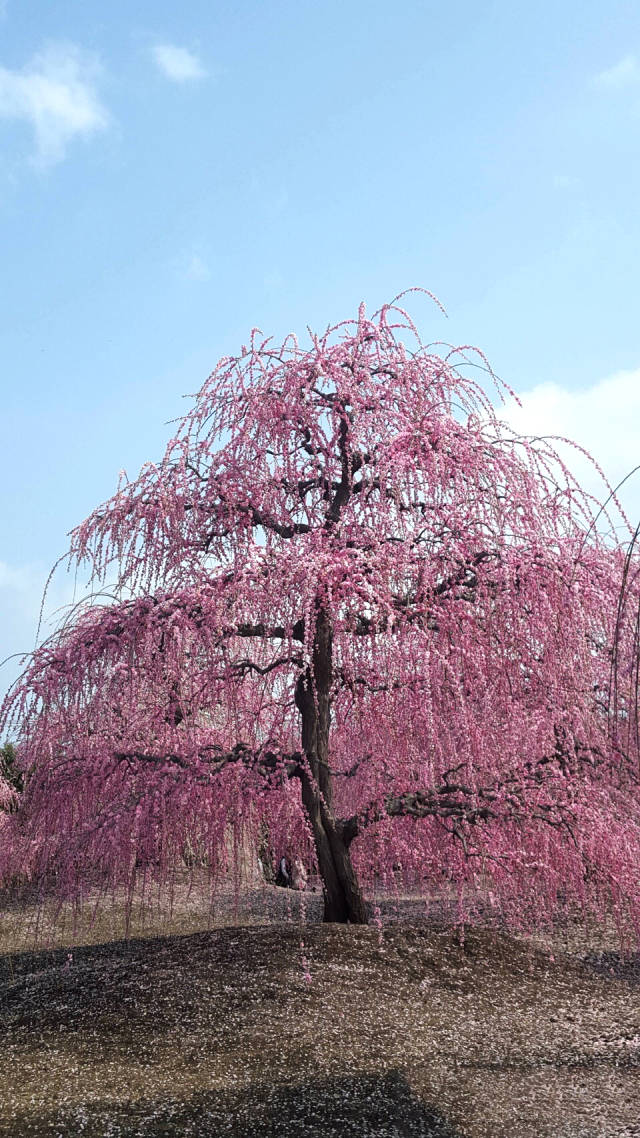 亳州梅花苗梅花树梅花基地_粉皮垂枝梅介绍