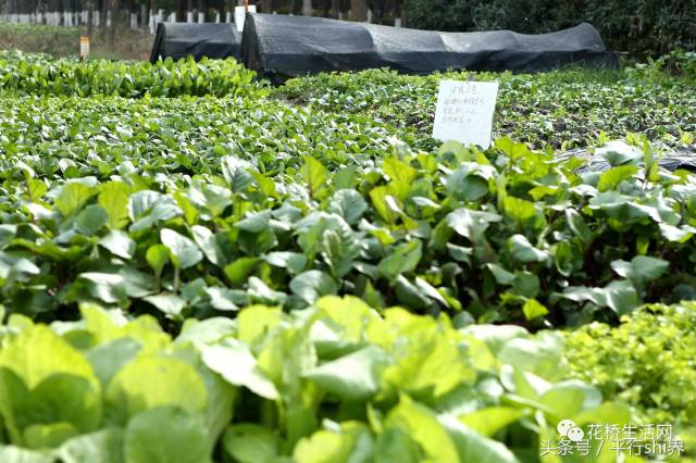 【什么情况】花桥惊现"最恶毒"偷菜警示牌