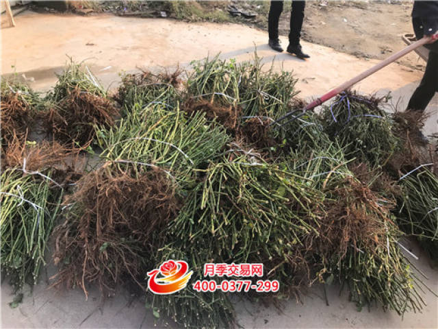 北方月季管理不可不看(图2) 北方月季管理不可不看(图2)