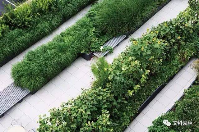 【海绵城市与园林景观】植被缓冲带