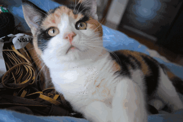 不要过分亲昵猫狗