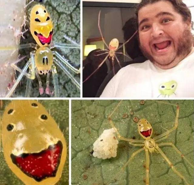 动物界的萌神:笑脸蜘蛛——每个容貌都不同,看脸就能认出来!