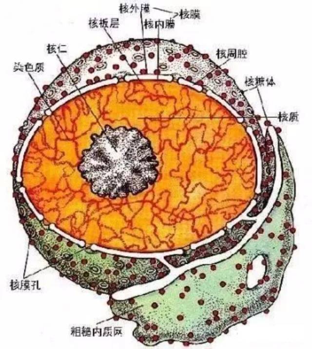 1.细胞核