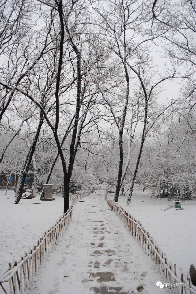 淄博下雪啦!初场雪视频照片一大波来袭