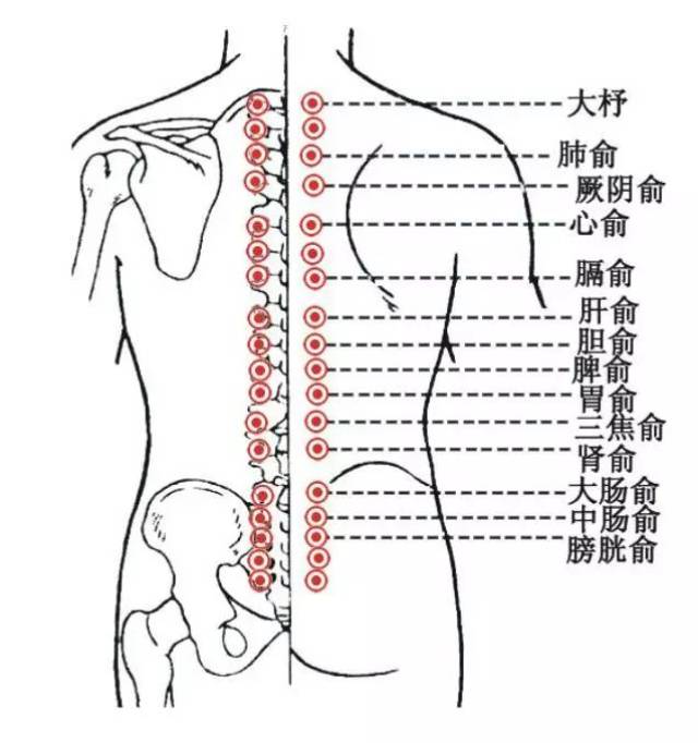 由于脏腑之气皆通于背俞,即「 十二俞皆通于脏气」.当脏腑有疾时,在相