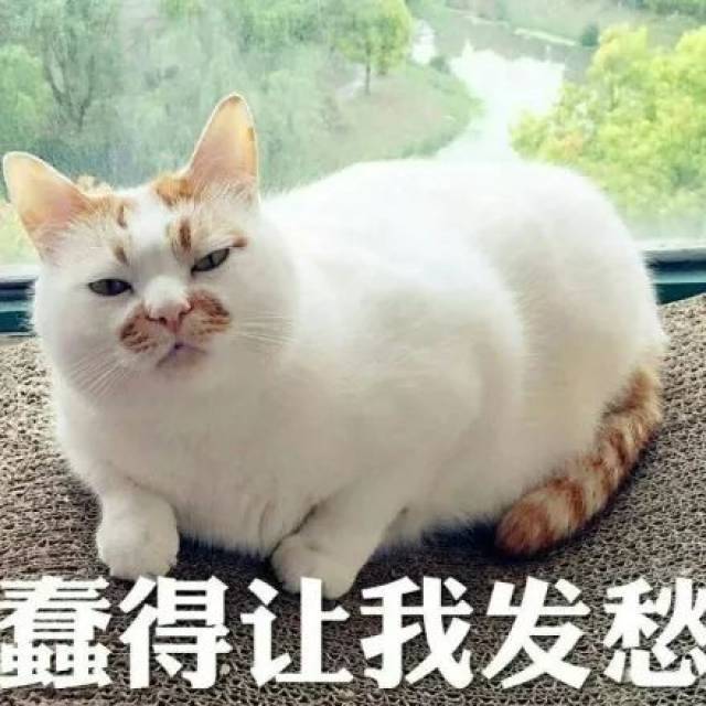 痴心不改王记得,为骆歆美胸公开拉票!网友:你这样是找不到女朋友的!