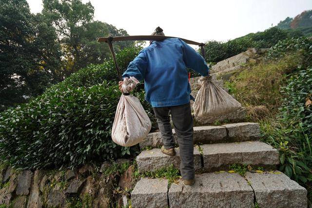 七十四岁老人天天担砂石上山,她种的龙井茶年年获奖价格过万