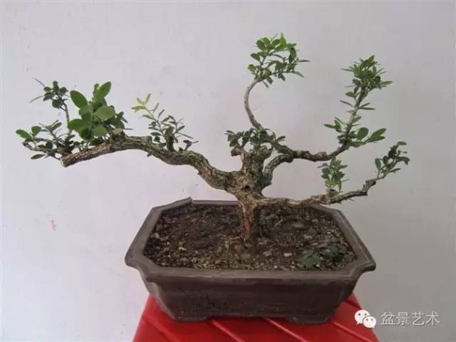 【盆景黑檀】黑檀(黑骨香)的栽培养护