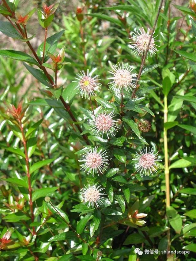 6.风箱树(cephalanthus tetrandrus)